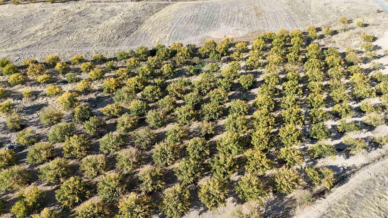Malatya'da Zirai Don Sonrası Kayısı Ağaçları Yeniden Canlanıyor