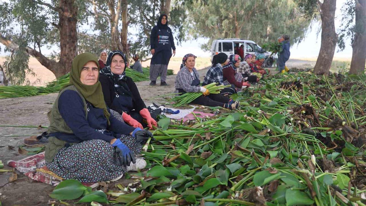 Hatay'da Depremzede Kadınların Su Sümbülleriyle Yaptığı Ürünler İlgi Görüyor
