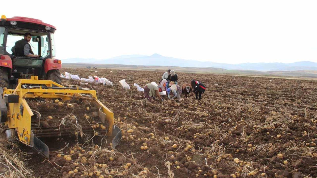Erzincan Tercan'da Kışlık Patates Hasadı Devam Ediyor