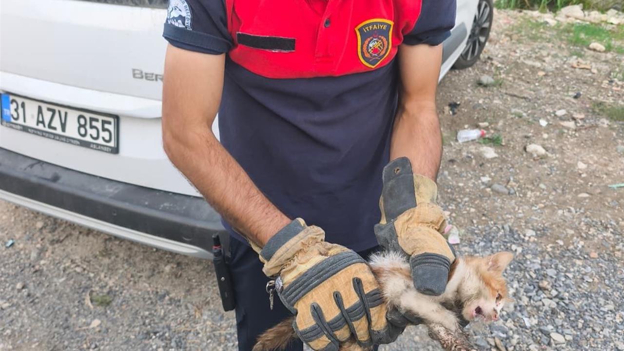 Hatay Arsuz'da Araç Kaputuna Sıkışan Kediyi İtfaiye Kurtardı