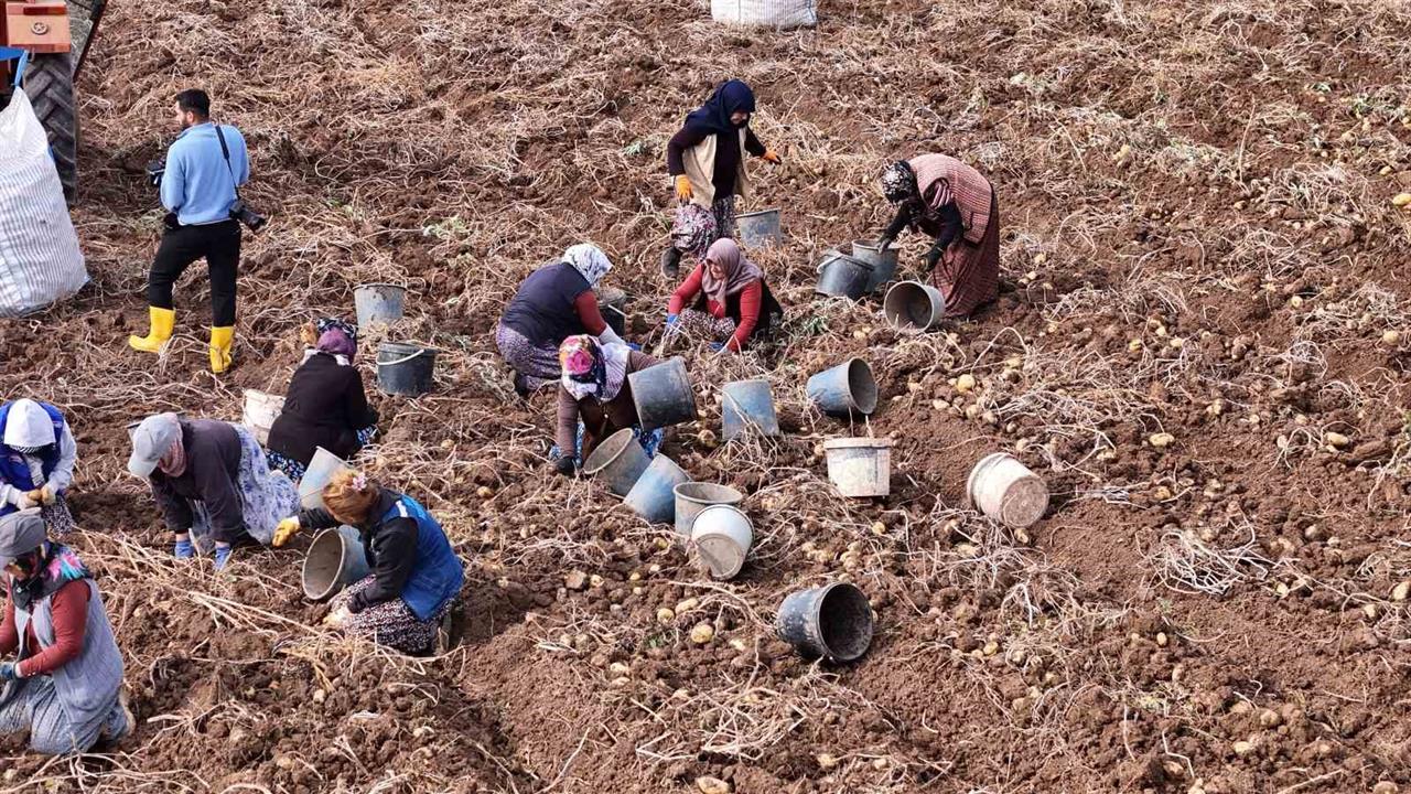 Sivas'ta Patates Hasadı, Yağışlar Nedeniyle Uzayabilir