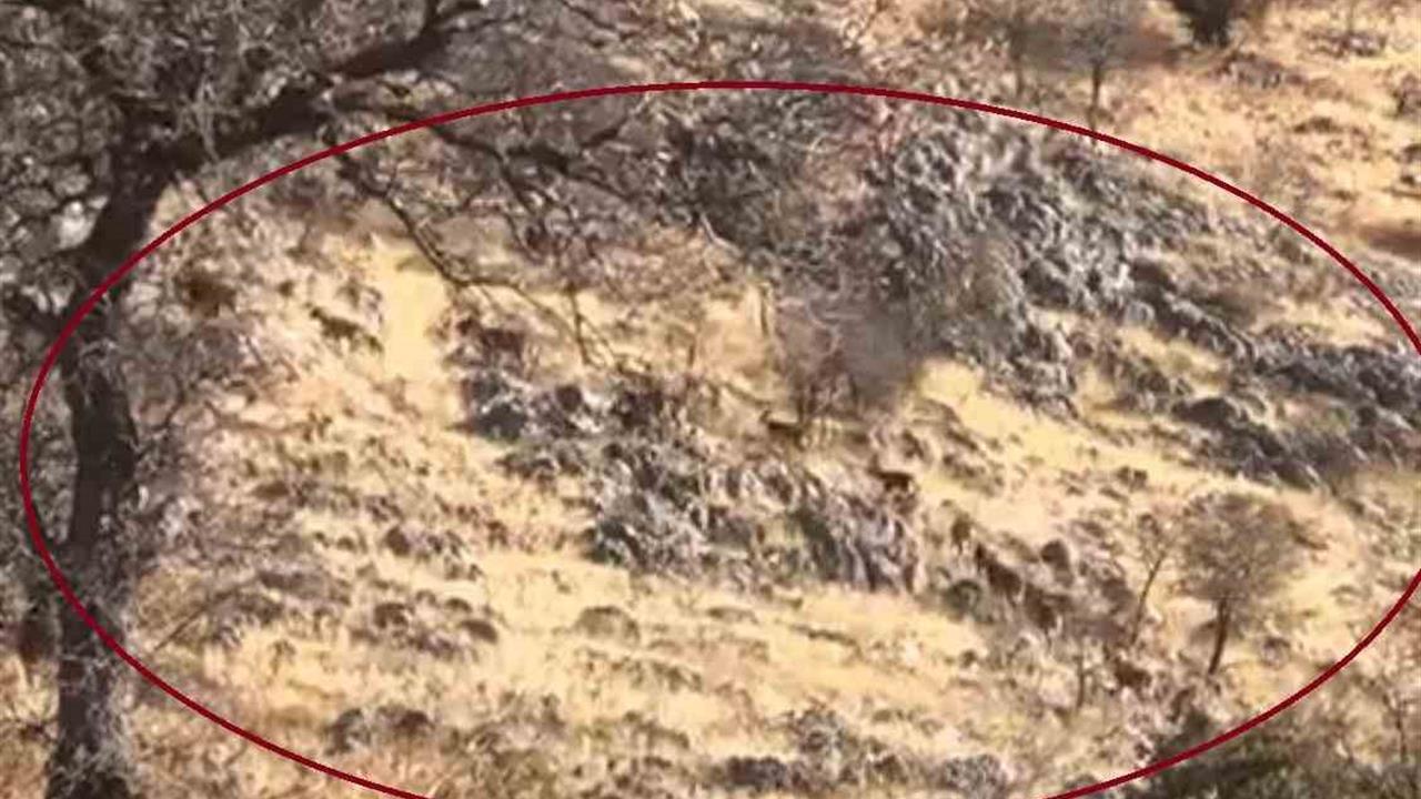 Diyarbakır Çermik'te Dağ Keçileri Sürü Halinde Görüntülendi