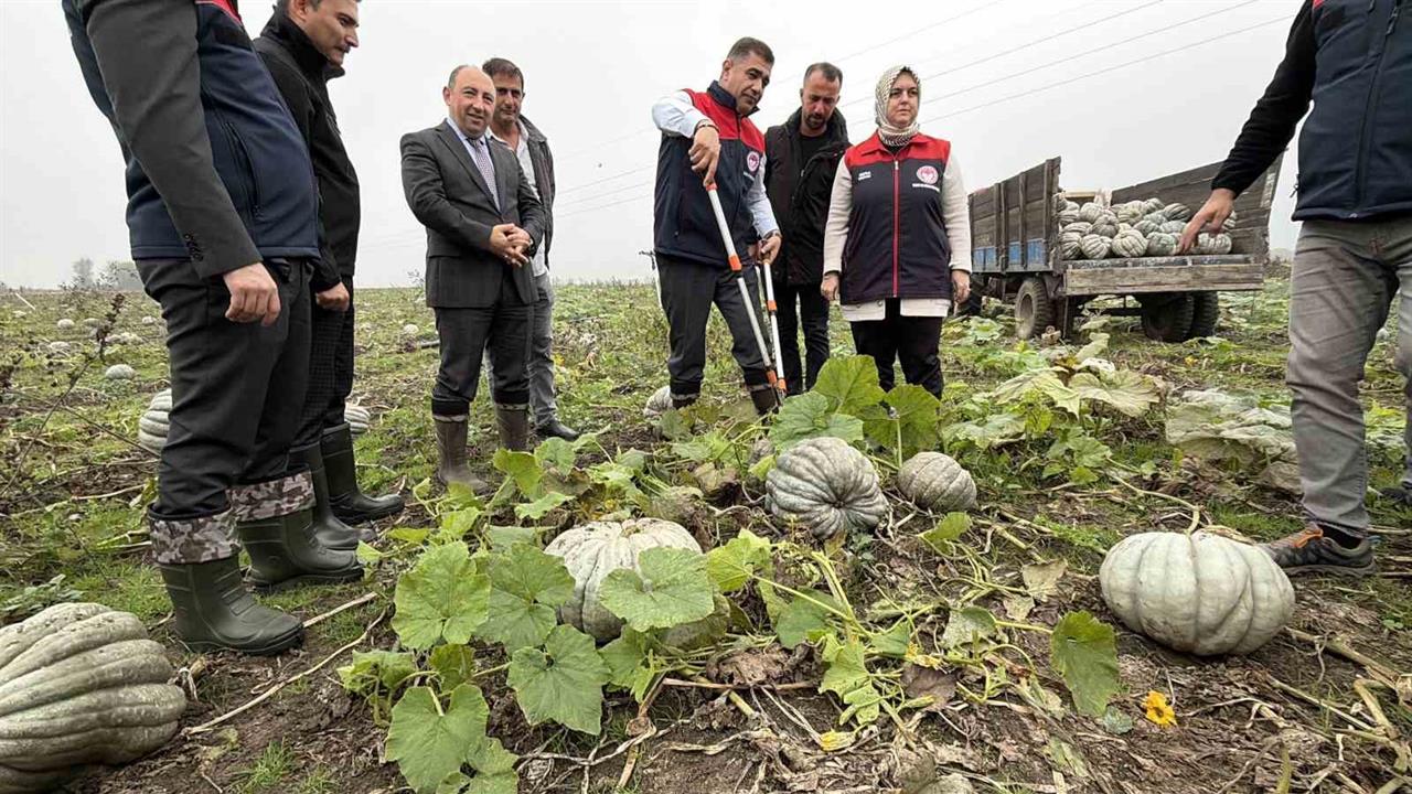 Düzce'de Coğrafi İşaretli Kestane Kabağı Hasadı Başladı ve İlk Ürünü Vali Topladı