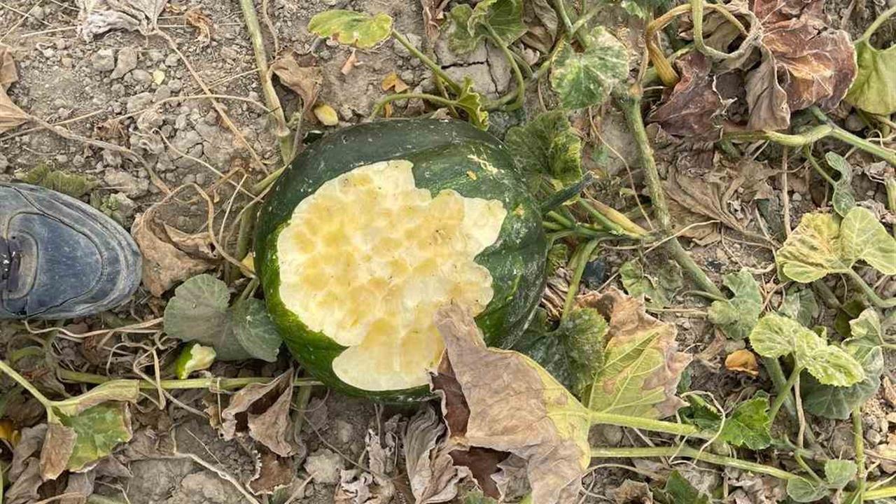 Elazığ Baskil'de Yaban Domuzları Bahçeleri Talan Etti