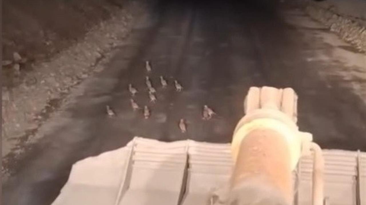 Sinop Boyabat'ta İş Makinesi Operatörü Keklik Yavrularına Duyarlılık Gösterdi