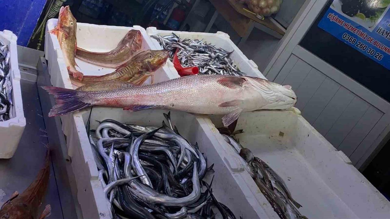 Sinop'ta Oltayla Yakalanan Dev Deniz Levreği 9 Bin Liraya Satıldı