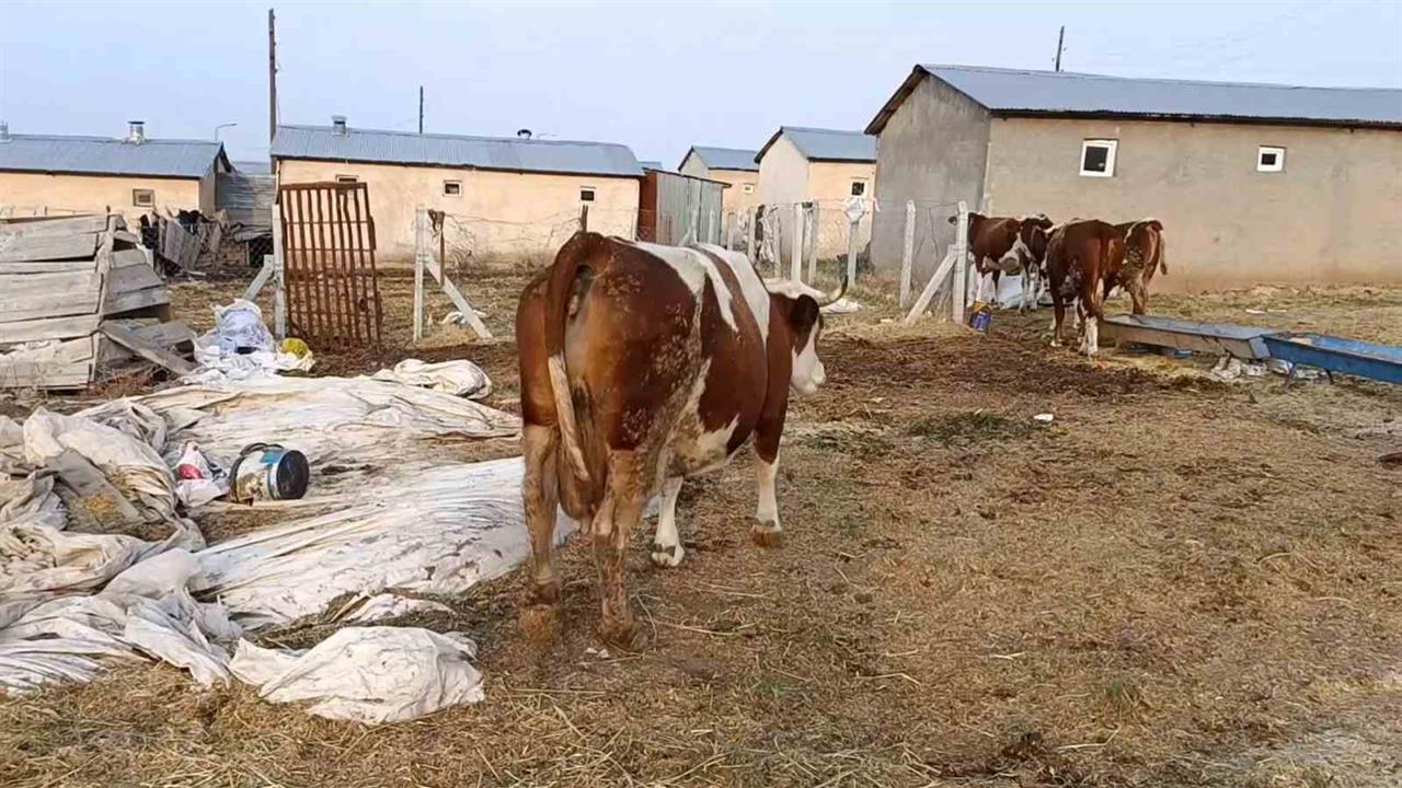 Elazığ Palu'da Şap Hastalığı ve Hayvan Ölümleri Üreticileri Zorluyor