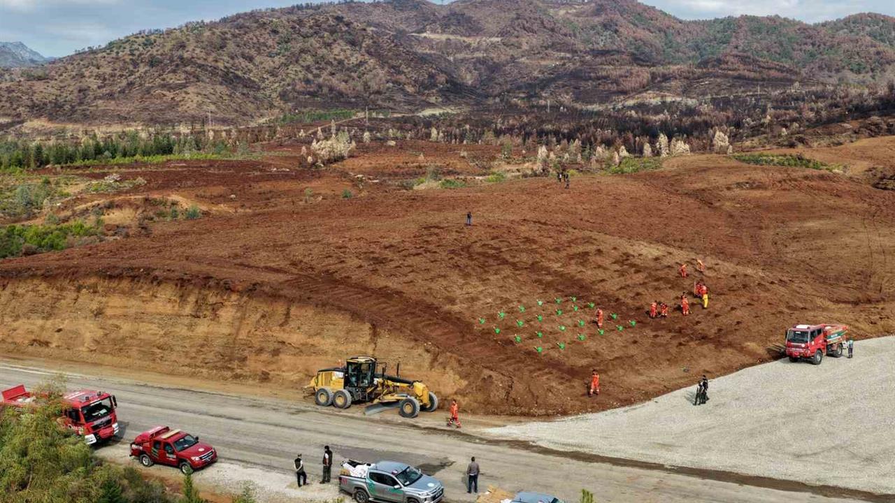 Muğla'da 11 Kasım'da Fidan Dikim Etkinliği Düzenlenecek