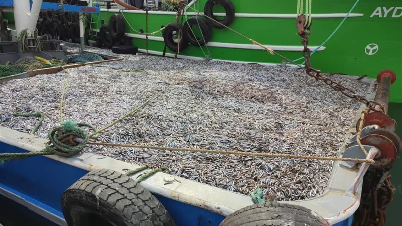 Sinop Türkeli'de Hamsi Avcılığı İçin Denetim Faaliyetleri Yapılıyor