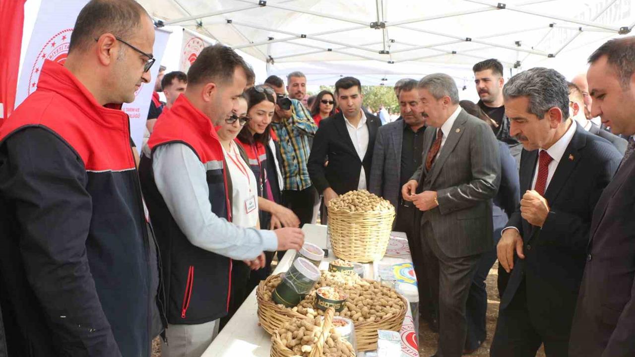Şırnak Silopi'de 25 Bin Ton Yer Fıstığı Rekoltesi Bekleniyor