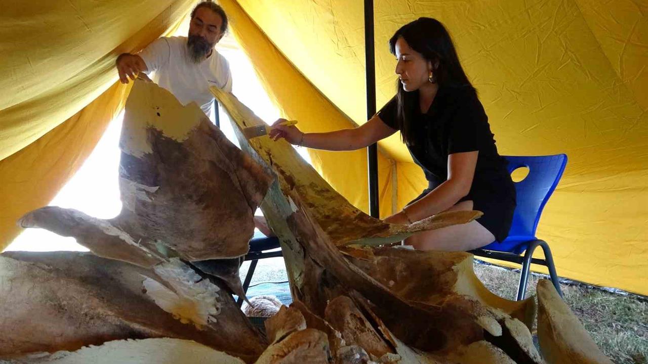 Mersin'de 16 Metrelik Balina İskeletinin Birleştirilmesi Başladı