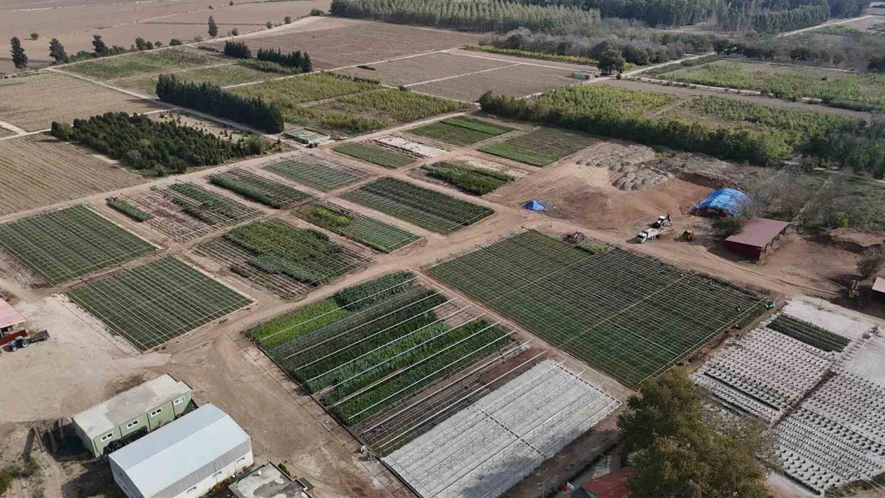 Adana'da Yanan Orman Alanları İçin 5 Milyon Fidan Üretildi