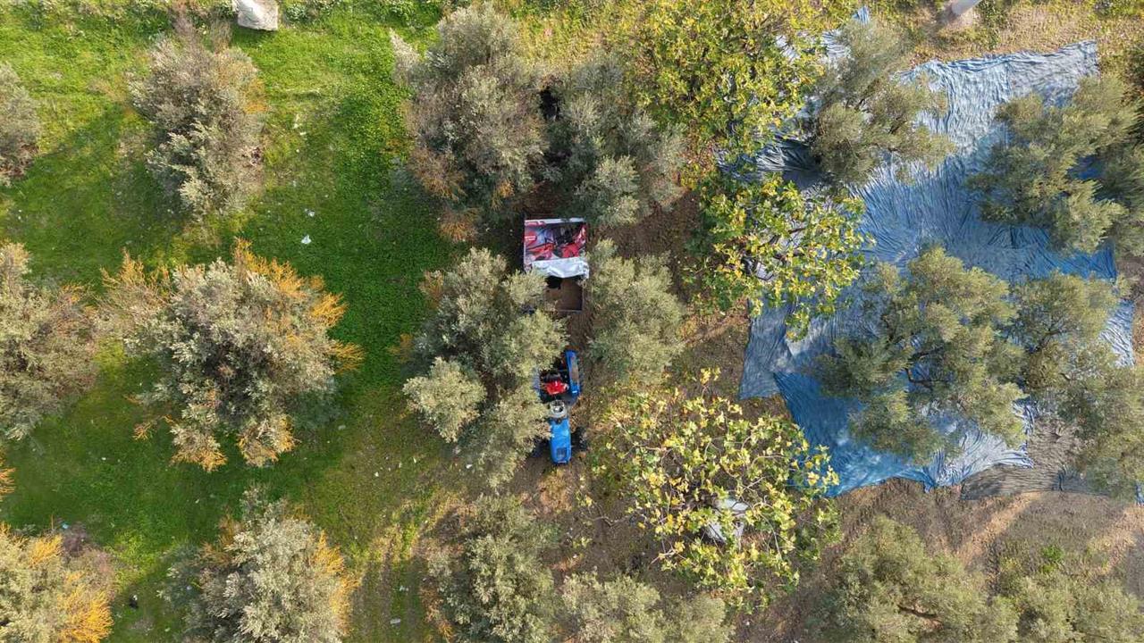 Bursa'da Zeytin Hasadı Başladı, 70 Bin Ton Alım ve 50 Milyon Dolar İhracat Hedefi Belirlendi