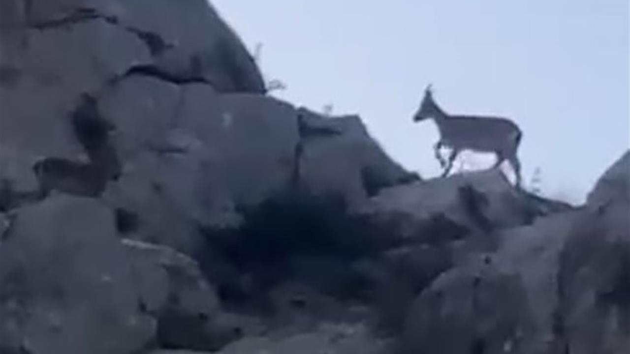 Malatya Yazıhan'da Koruma Altındaki Yaban Keçileri Görüntülendi