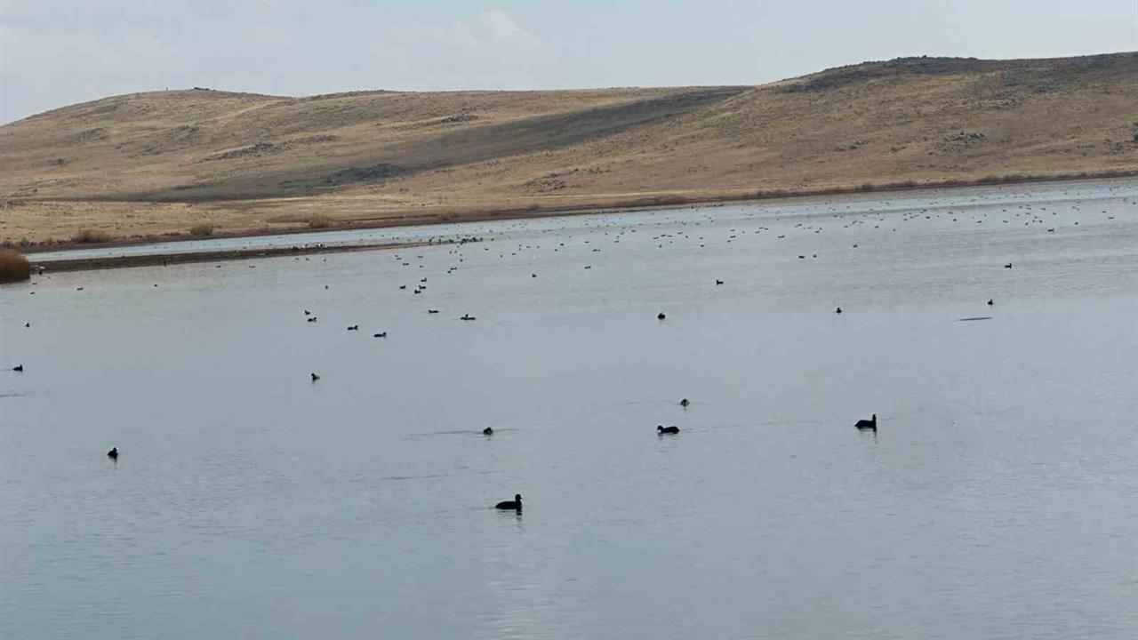 Erzurum Karayazı'daki Köyceğiz Göleti'nde Yaban Ördeklerinin Görsel Şöleni