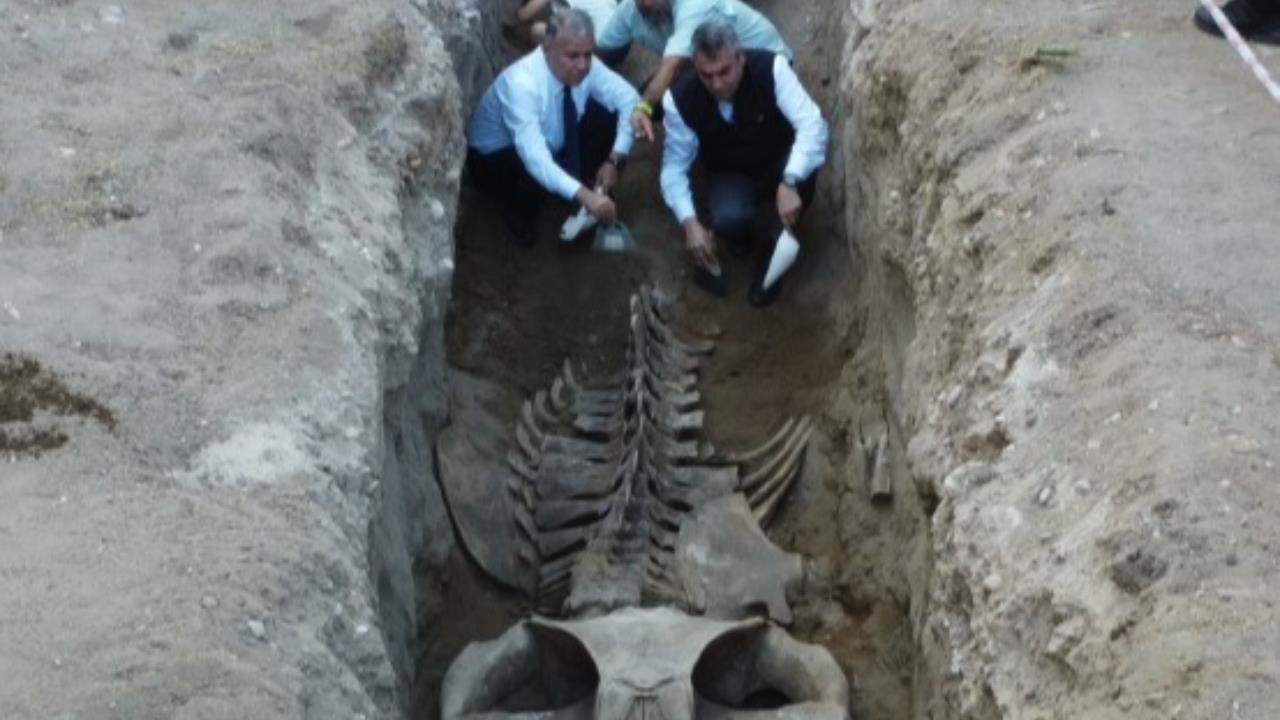 Mersin’de Tarihi Birleştirme: 16 Metrelik Dev Balina İskeleti Canlanıyor!