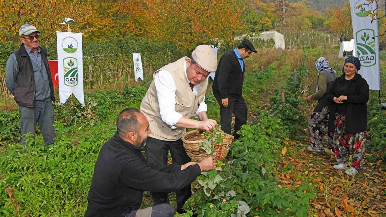 Bursa Osmangazi'de Organik Tarım için Üzümsü Meyveler Destekleniyor