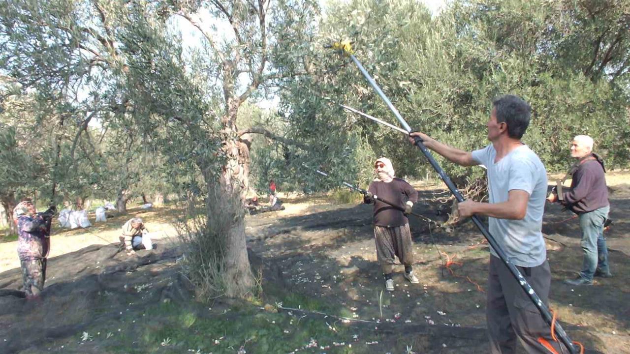 Balıkesir Burhaniye'de Zeytin Hasadında Makineli Sistem Kullanımı Artıyor