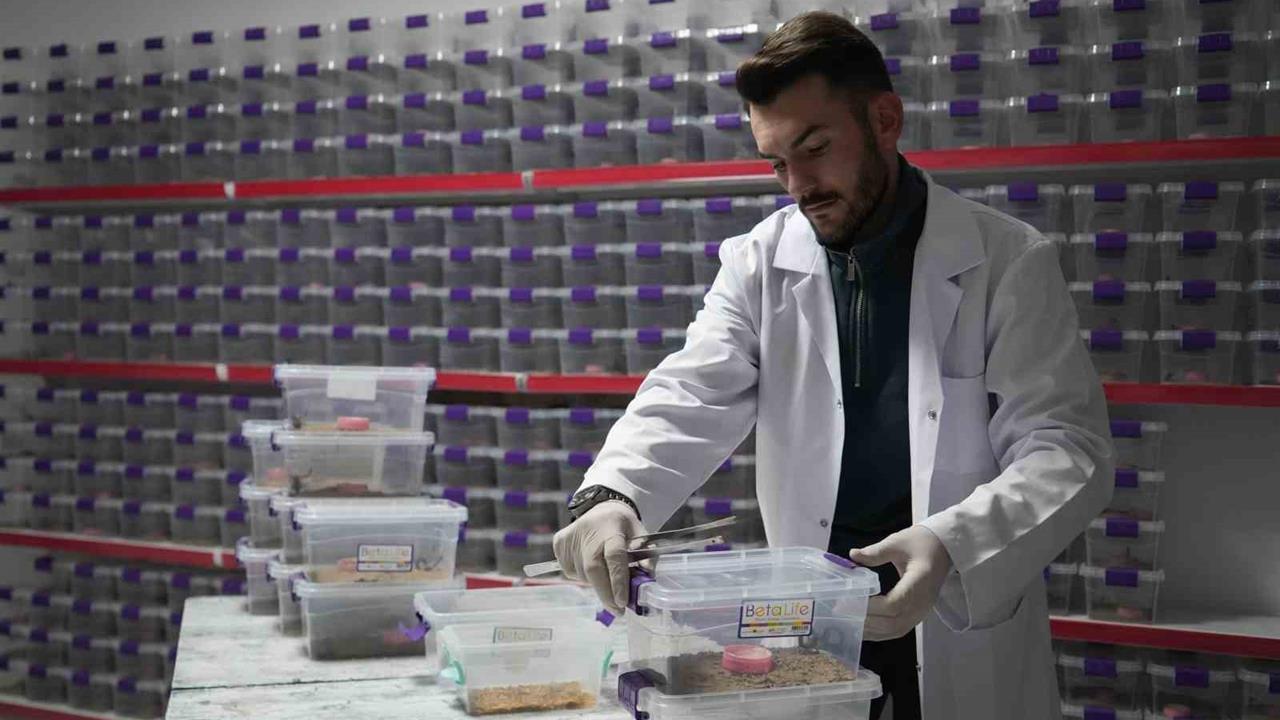 Niğde'de Akrep Zehri İhracatı, Türkiye'nin İhtiyaçlarına Yanıt Veriyor