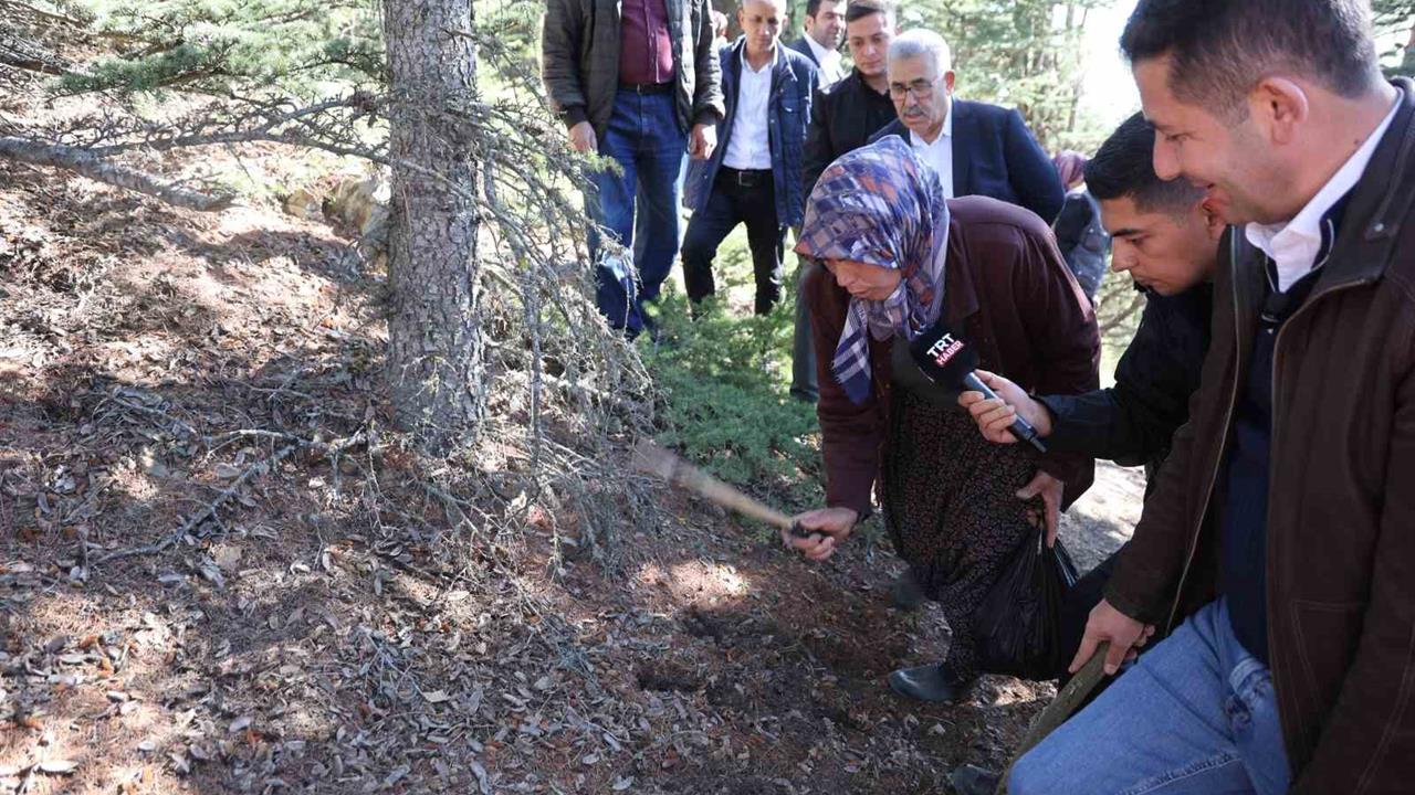 Adana Feke'de Sedir Mantarları İçin Dikkat Uyarısı Yapıldı