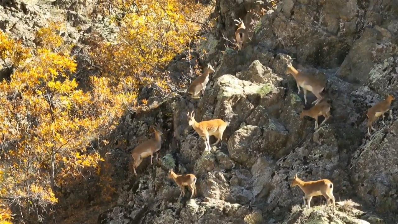 Erzincan'da Yaban Keçileri, Doğanın Eşsiz Güzellikleri Arasında Görüntülendi