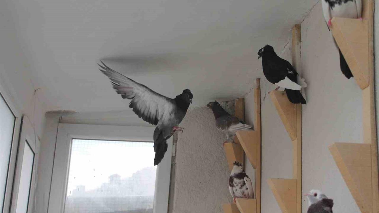 Bayburt'ta Bilinen "Türk Fısıldayıcısı" Güvercinler Sesleriyle Büyülüyor