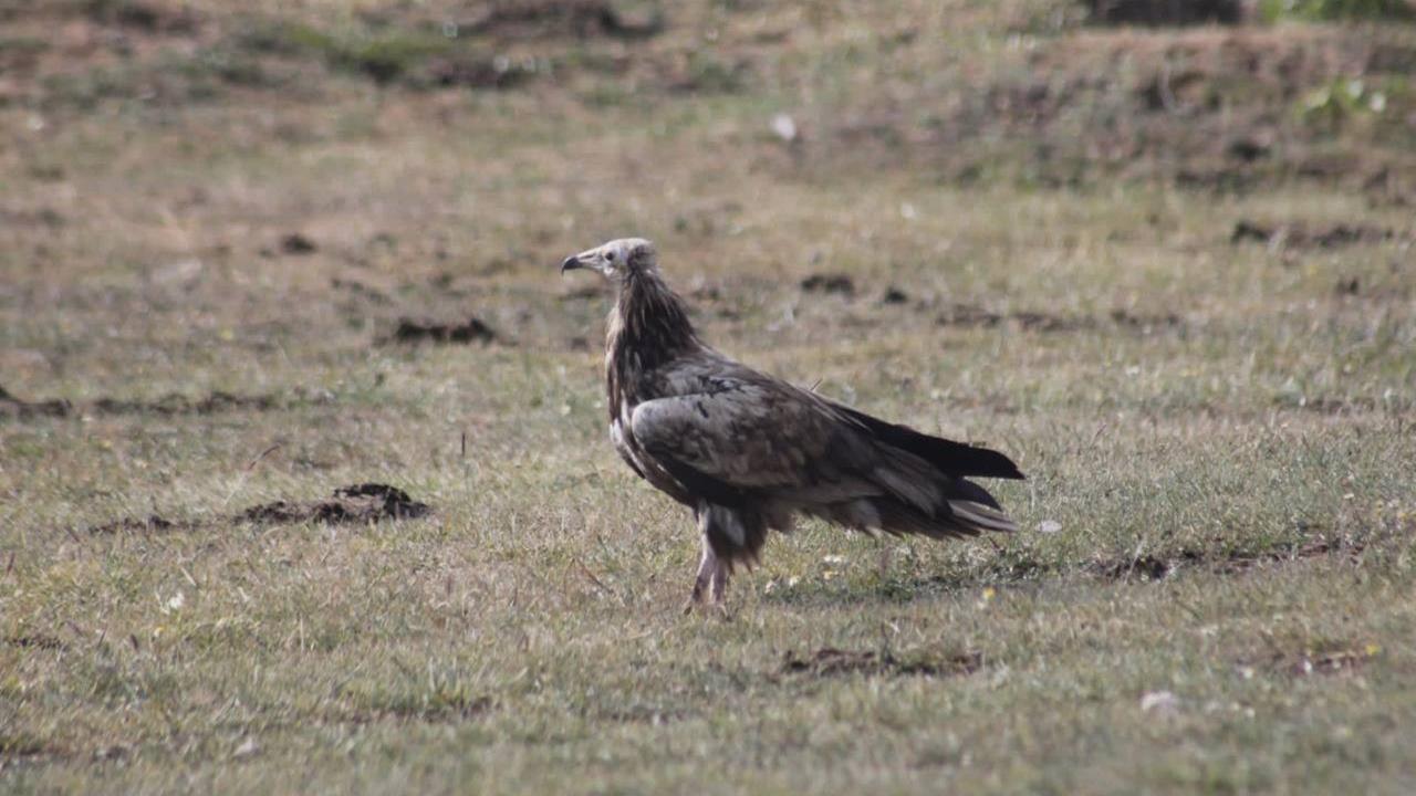 Bayburt'ta Mısır Akbabası Gözlemlendi, Doğa Meraklısı Şaşırdı