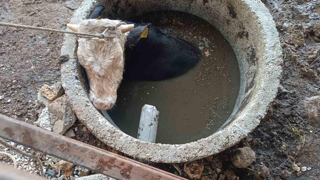 Hatay Altınözü'nde Kuyuya Düşen İnek İtfaiye Ekipleri Tarafından Kurtarıldı