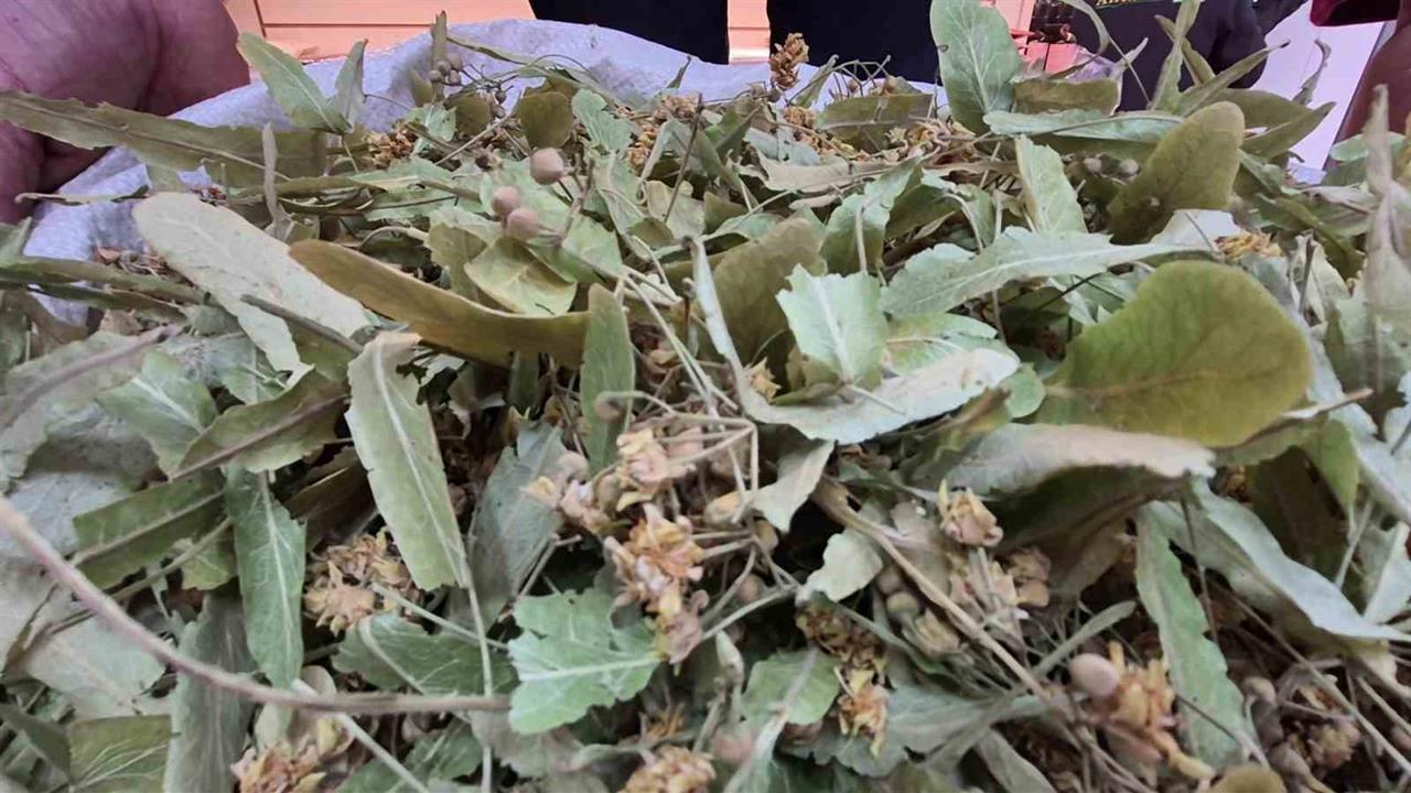 Düzce'de Ihlamur Fiyatları Geçen Yıla Göre Yarıya Düştü