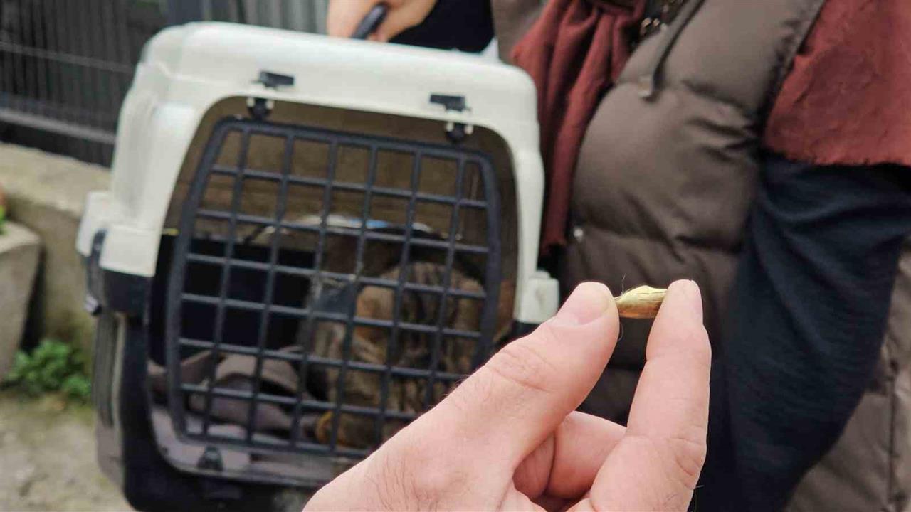 Zonguldak’ta Bacağında Mermi Bulunan Kedi, Ameliyatla Kurtarıldı