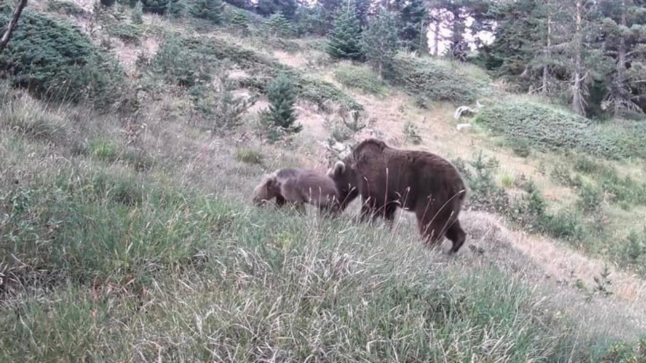 Çankırı'da Yerleştirilen Fotokapanlarla Anne Ayı ve Yavruları Görüntülendi