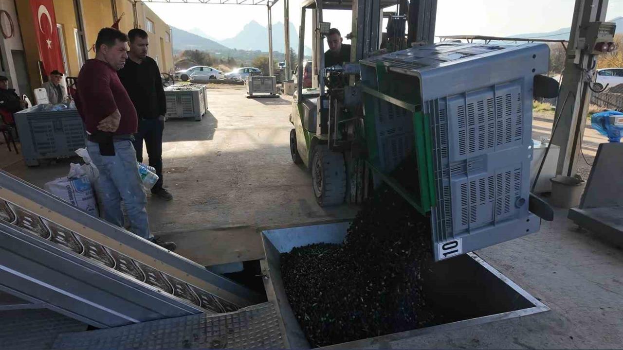 Eskişehir Sarıcakaya'da Zeytinyağı Üretimi ve Soğuk Sıkım Süreci Hakkında Bilgiler