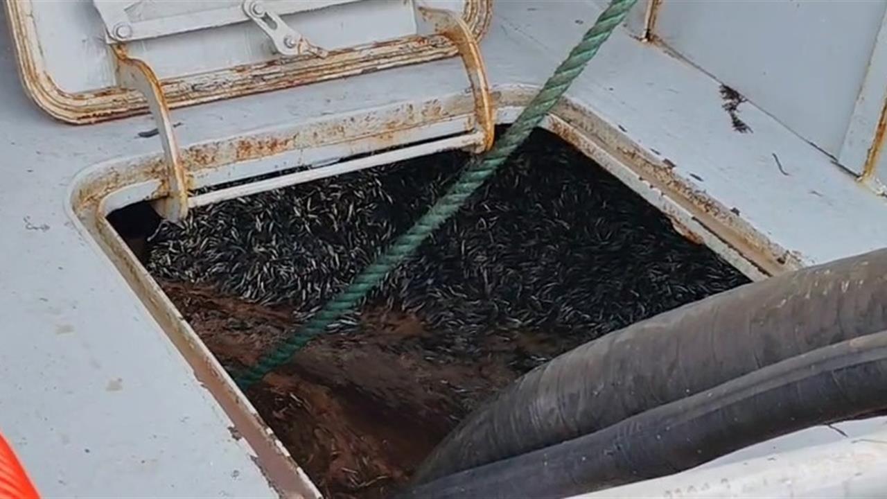 Trabzon Araklı'da Hamsi Avı Yoğunluğu Balıkçılar ve Fabrikalar İçin Fırsat