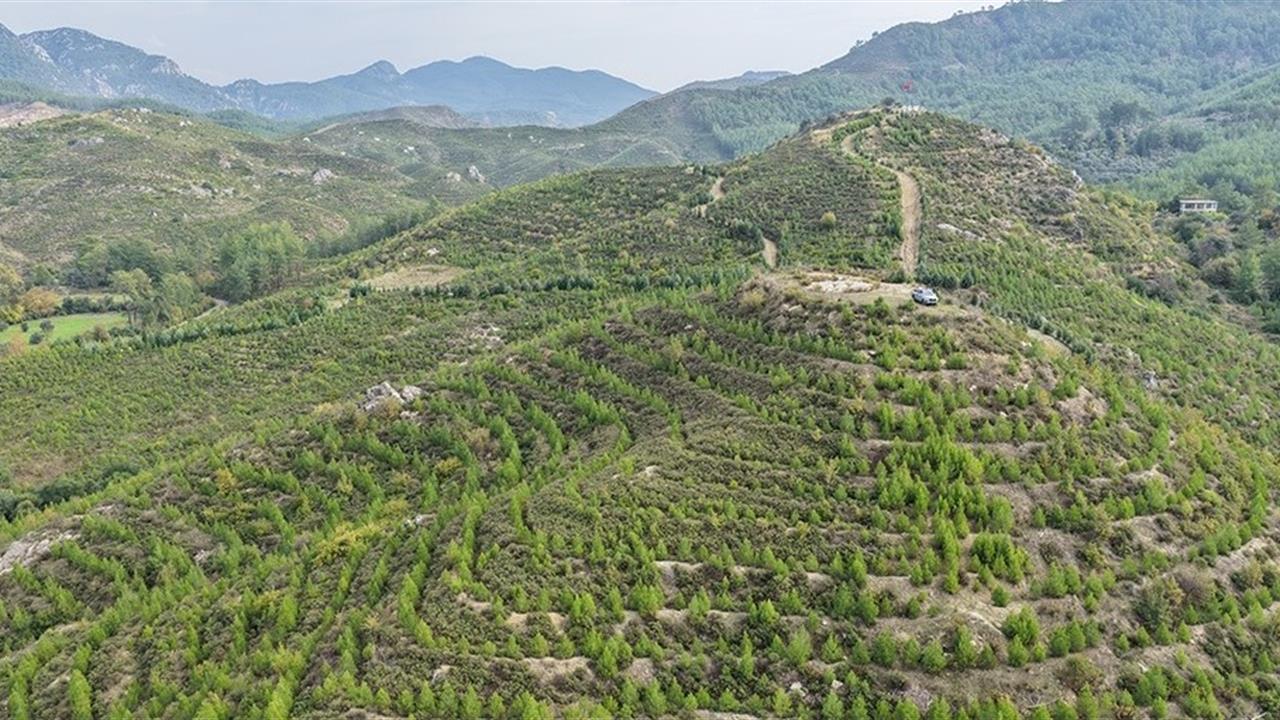 Muğla Dalaman'da 6 Yılda Dikilen Fidanlar Ormana Dönüştü