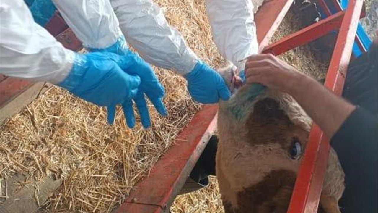 Nazilli Aydın'da Şap Hastalığıyla Mücadele Devam Ediyor