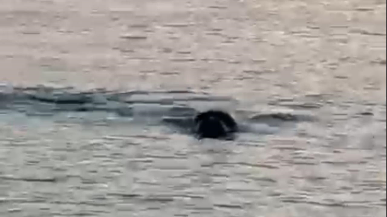 Silifke’nin Yıldızı Geldi: Akdeniz’in Şımarık Prensesi Kıyıya Yakın Keyif Yaparken Kameralara Yakalandı!