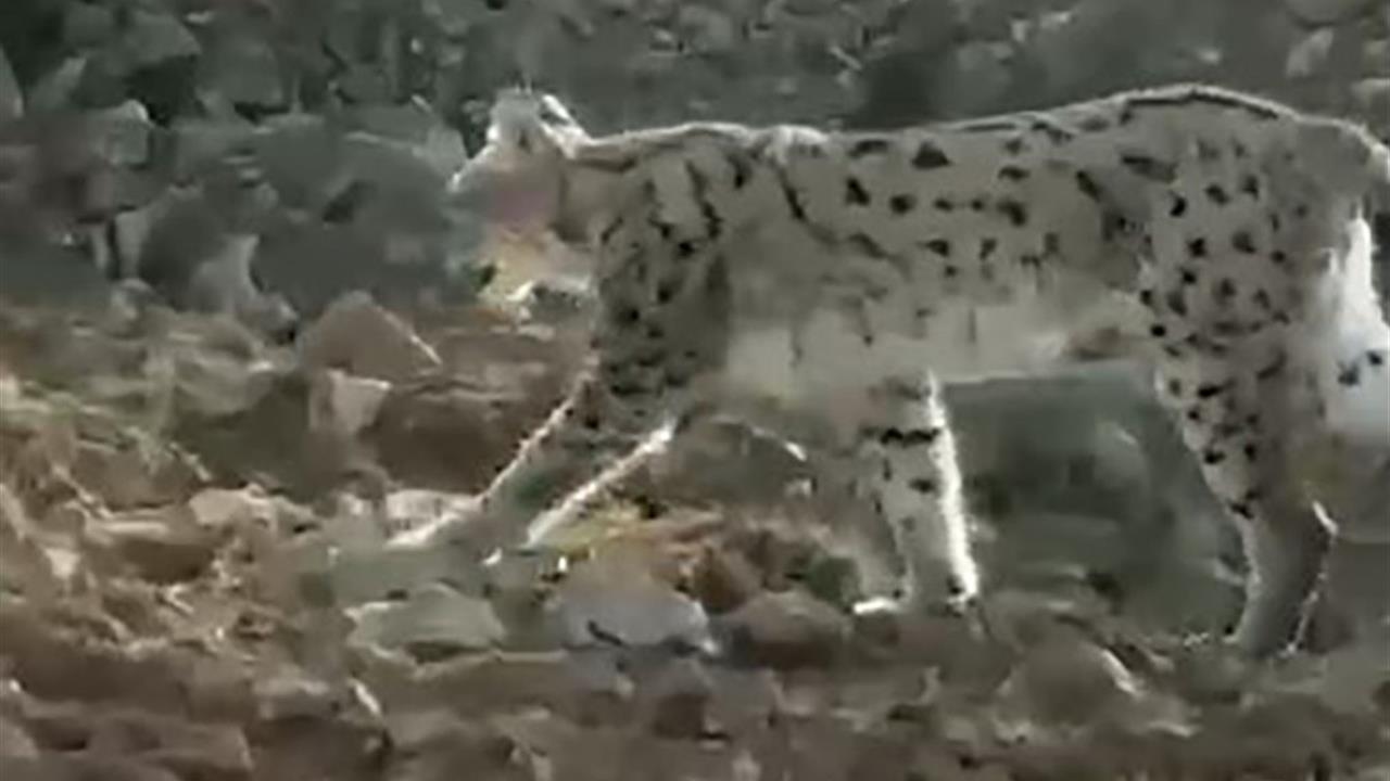 Hakkari Çukurca'da Görülen Vaşak, Doğanın Güzelliklerinden Biri