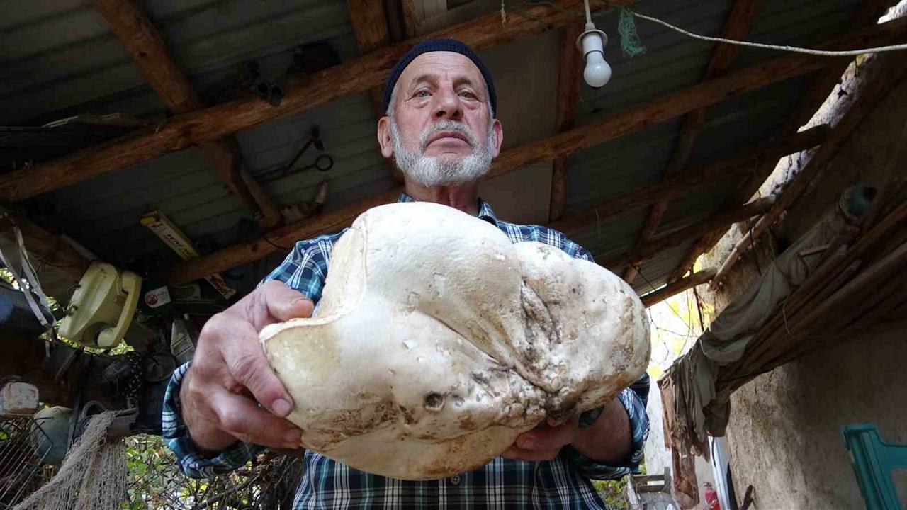 Kütahya Demirciören'de Yaşlı Adam 3 Kilo Mantar Buldu