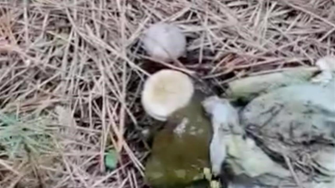 Bolu Yeniköy'de Ormanlık Alanda Mantar Toplayanlar Çöp Yığınlarıyla Karşılaştı