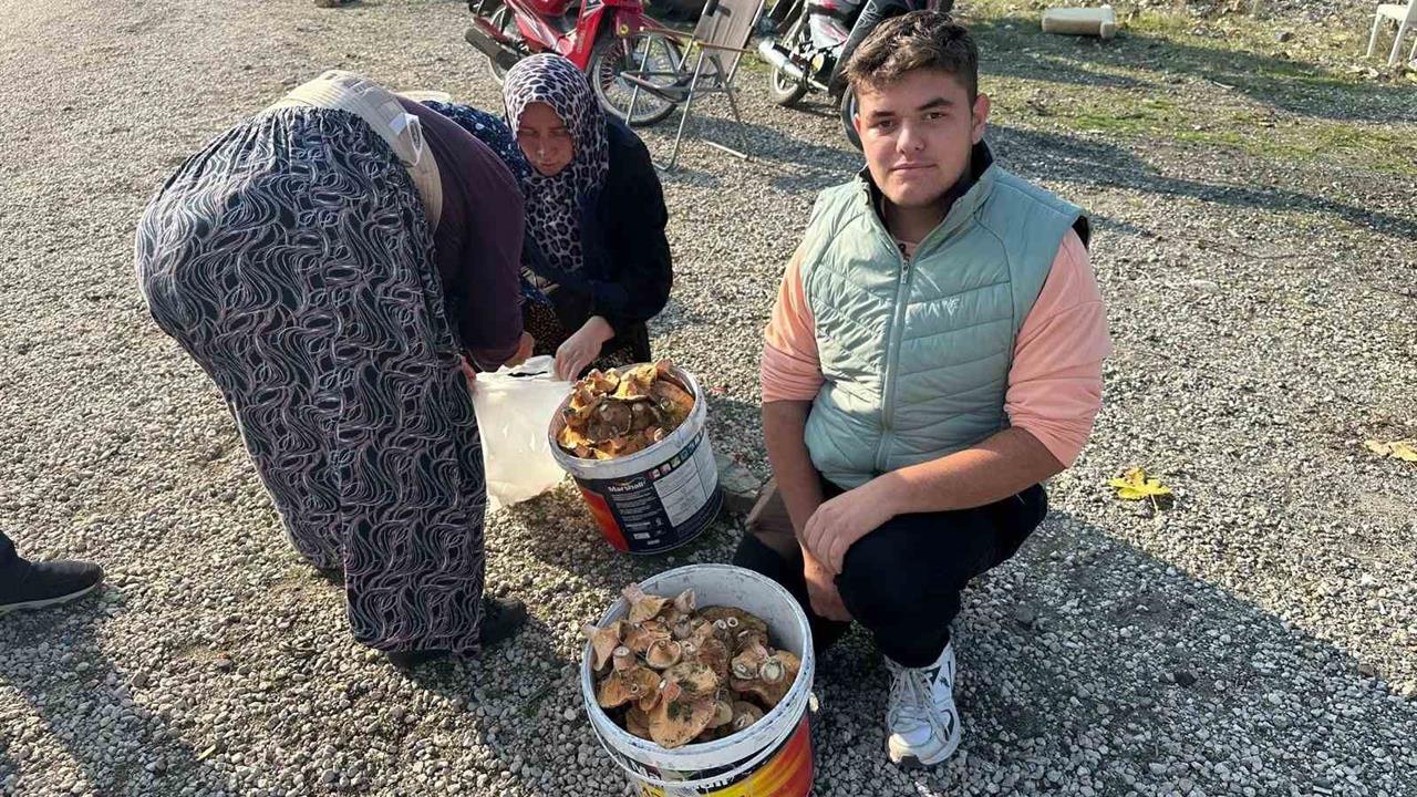 Bursa Büyükorhan'da Lise Öğrencileri Mantar Toplayarak Harçlık Kazanıyor