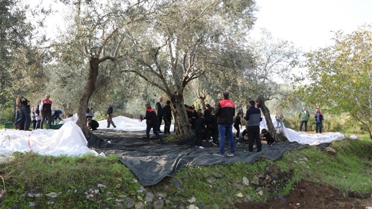 Balıkesir Edremit'te Öğrenciler Zeytin Hasadı Yaptı