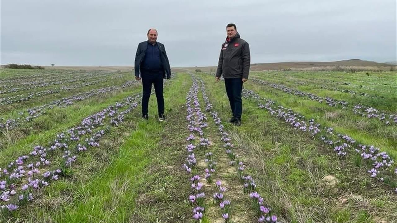 Tekirdağ'da Safran Üretiminin Yaygınlaşması Ekonomik ve Tıbbi Faydalarıyla Dikkat Çekiyor