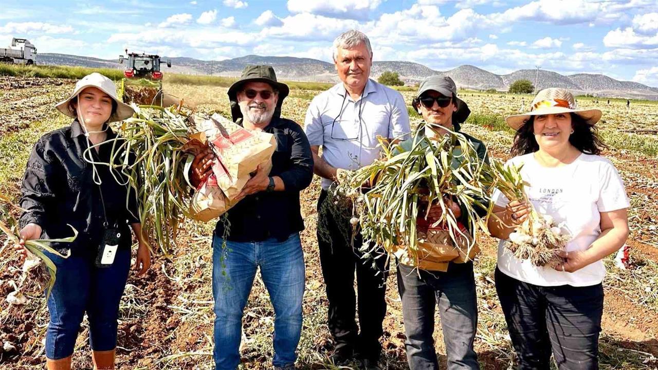Karabük'te Fusarium Hastalıklarına Karşı Sarımsak Üzerine Bilimsel Çalışma Yapıldı
