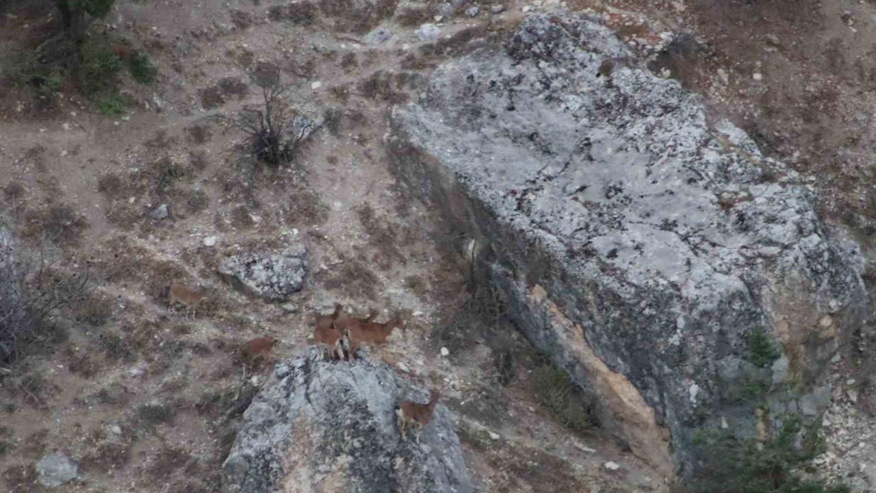Tunceli Çemişgezek'te Nesli Tükenmekte Olan Vaşak Görüntülendi