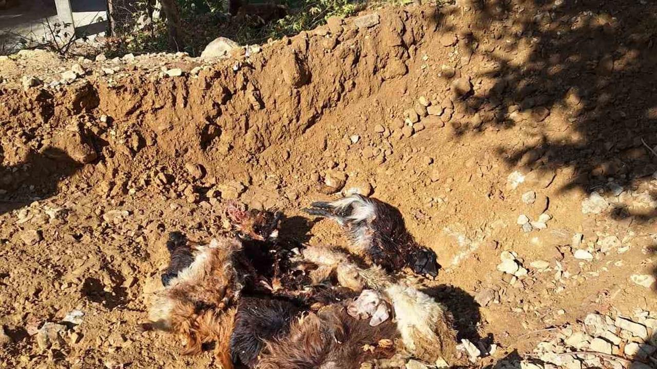 Batman Sason'da Kurtlar Ağıla Girerek 10 Küçükbaş Hayvanı Telef Etti