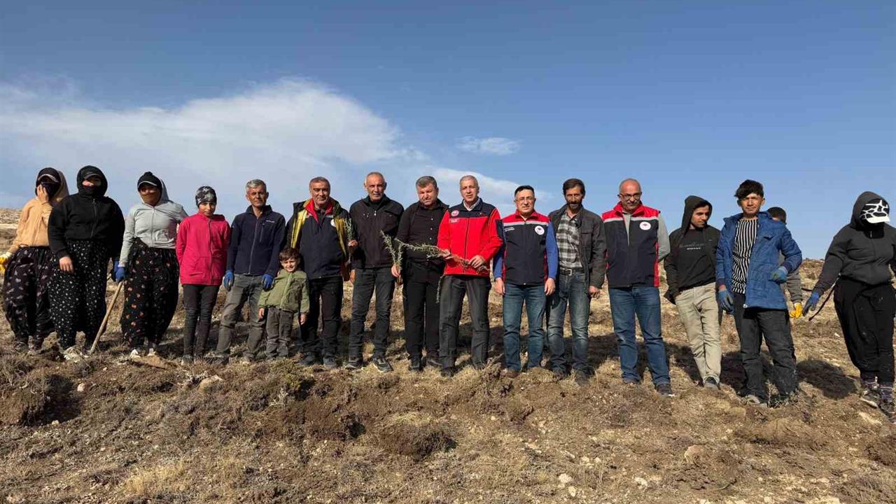 Sivas Kangal'da Tuz Çalısı Dikimi ile Meralar Güçlendiriliyor