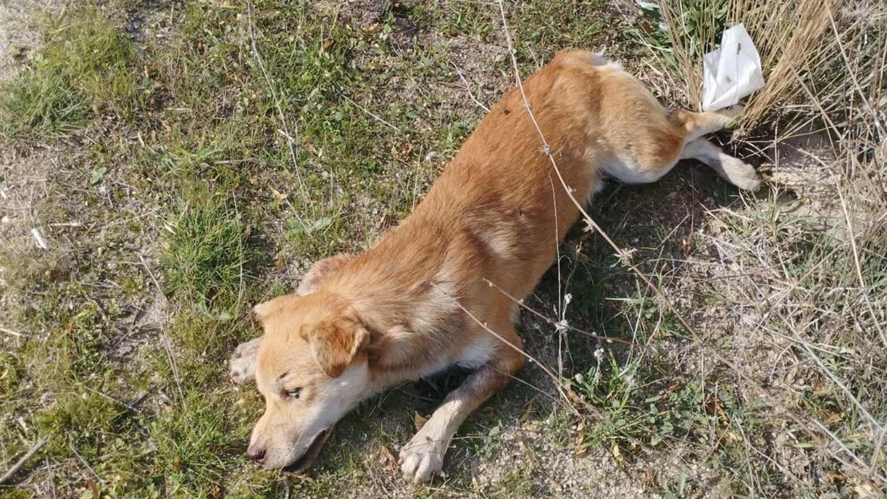 Denizli Buldan'da Yol Kenarında Çok Sayıda Ölü Köpek Tespit Edildi