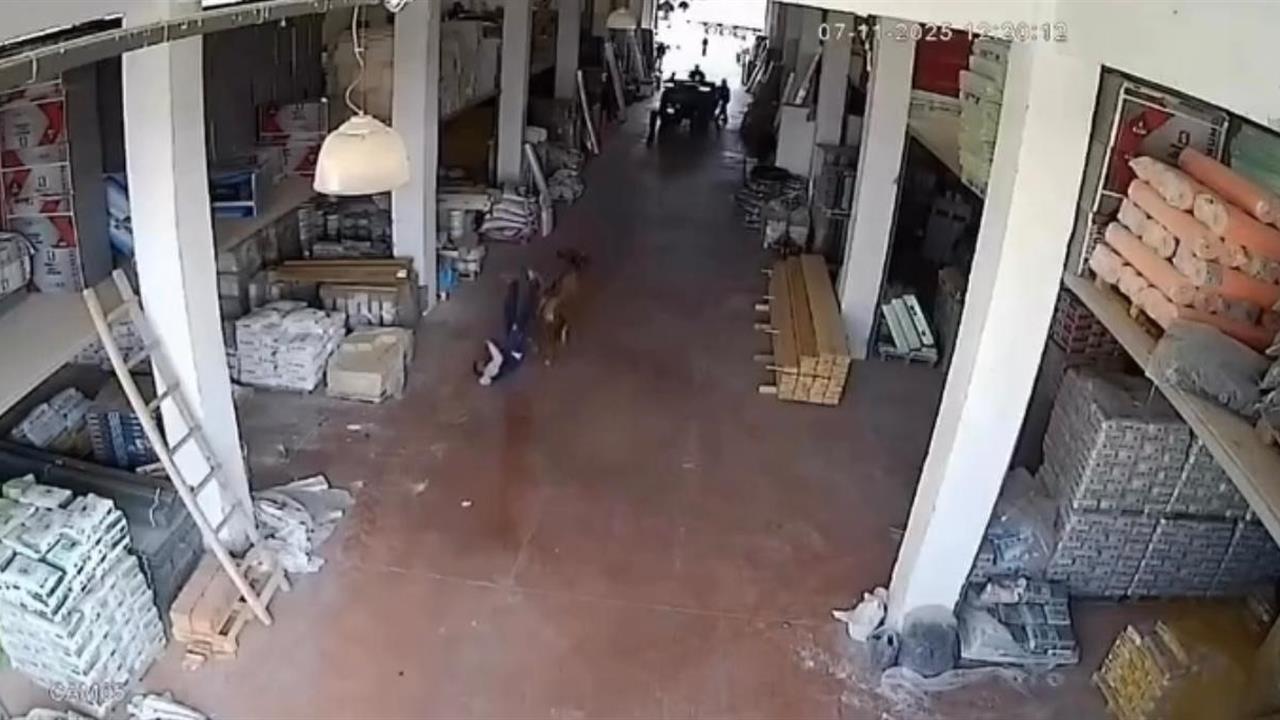 Çankırı Ilgaz'da Depoya Giren İnek, Çalışanlara ve Vatandaşlara Saldırdı