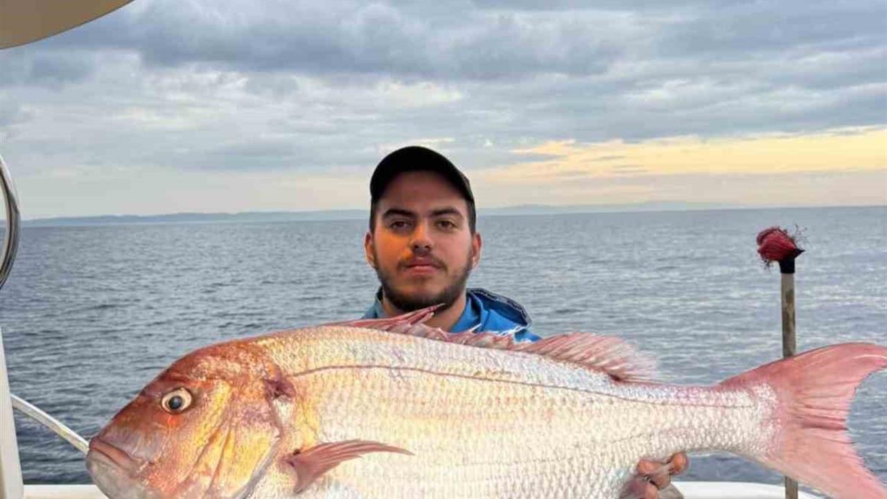 Çanakkale Gelibolu'da 12 Kilogramlık Mercan Balığı Yakalandı