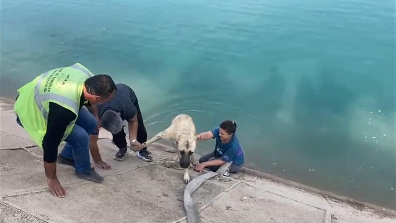 Bursa'da Kanalda Sıkışan Köpeği Kurtaran Anne